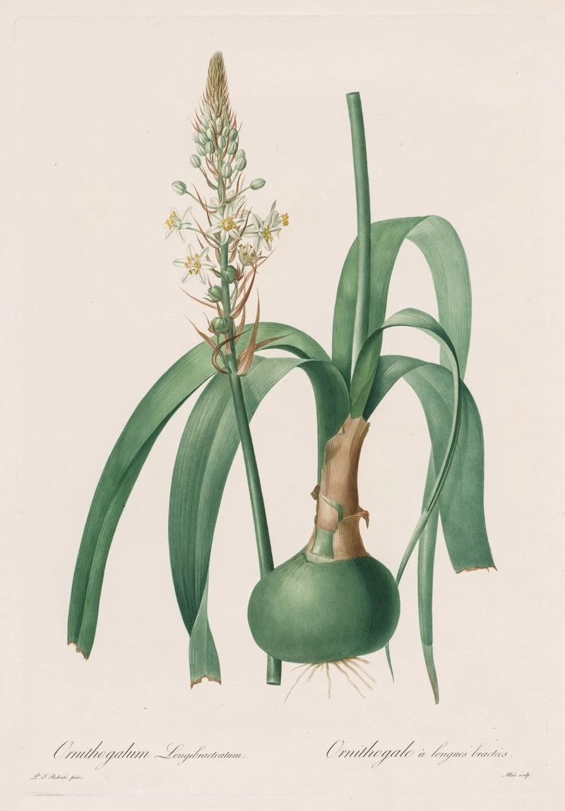 Ornithogalum longibracteatum - Cleveland Museum of Art.jpg